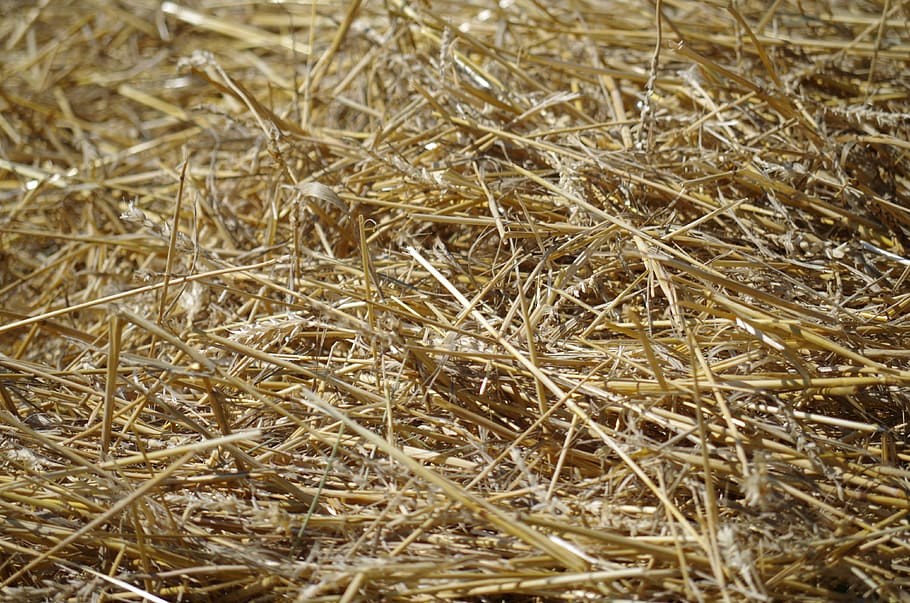hay, straw, dry, plant, full frame, backgrounds, nature, no people HD wallpaper