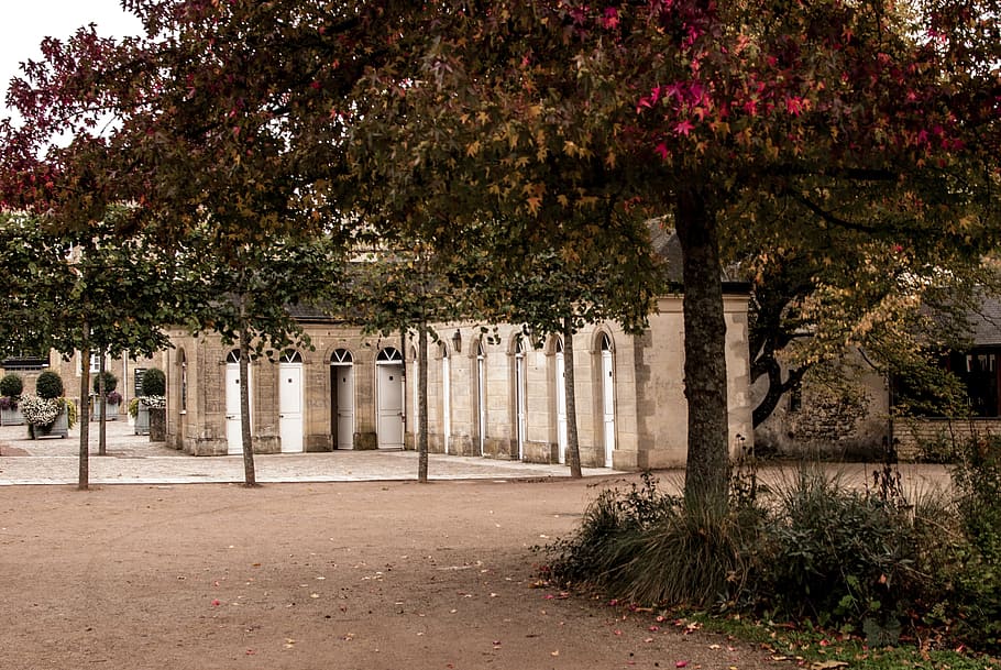 fall, tree, leaf, colors, urban, landscape, autumn landscape HD wallpaper