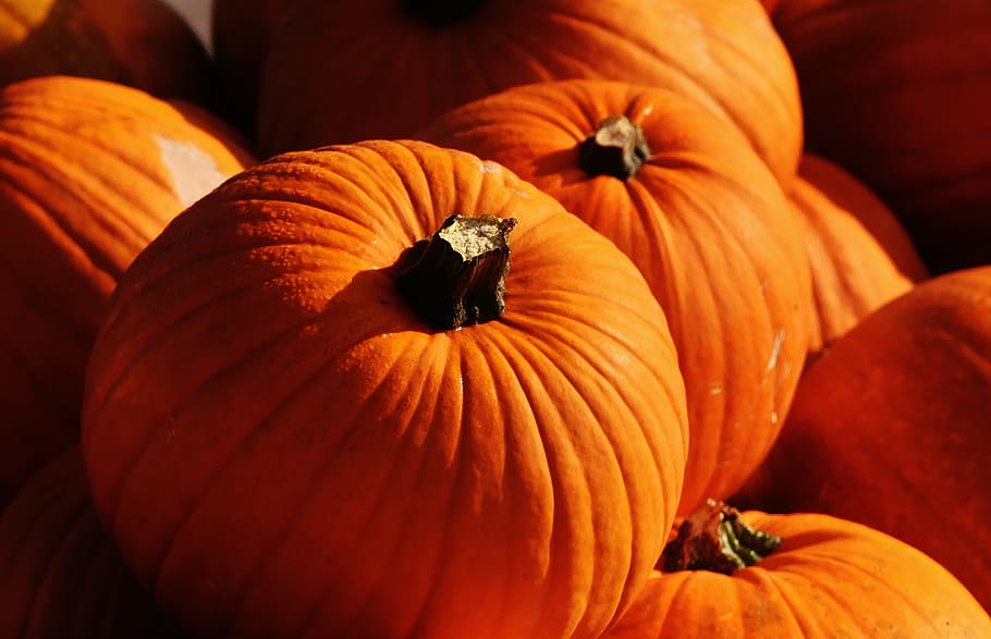 Pumpkins, autumn, autumn decoration, harvest, decorative squashes, HD wallpaper