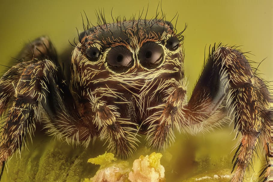 macro photography of brown spider, red, yellow, color, colorful HD wallpaper