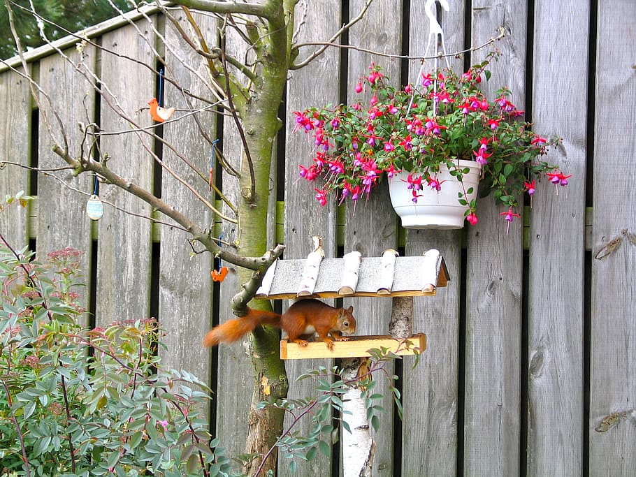 squirrel, animals, aviary, summer, creature, plant, flower HD wallpaper