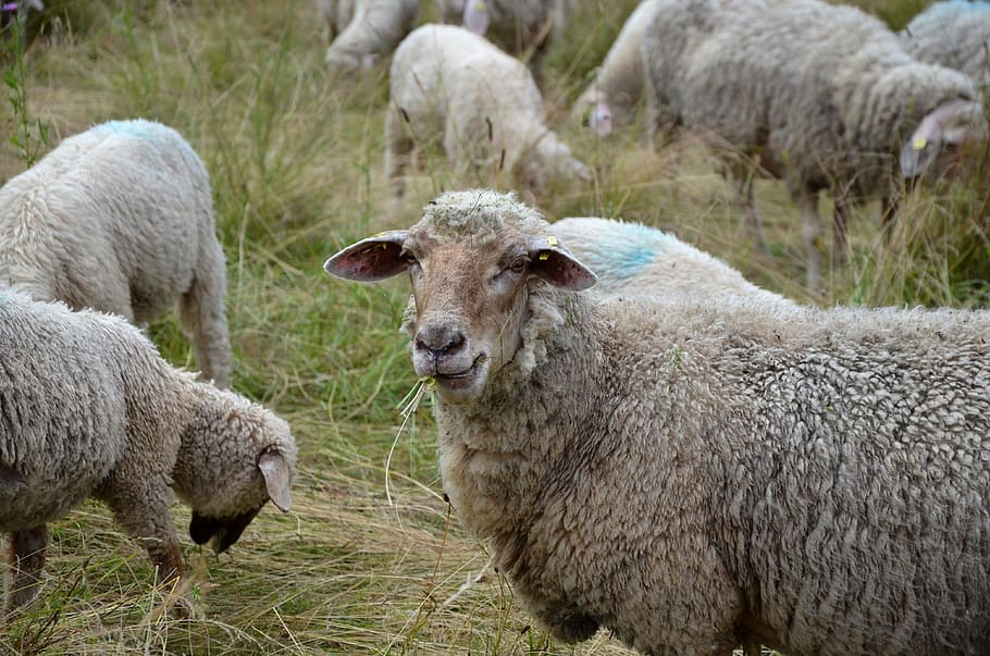 sheep, pasture, meadow, grass, wool, sheep's wool, herd animal HD wallpaper