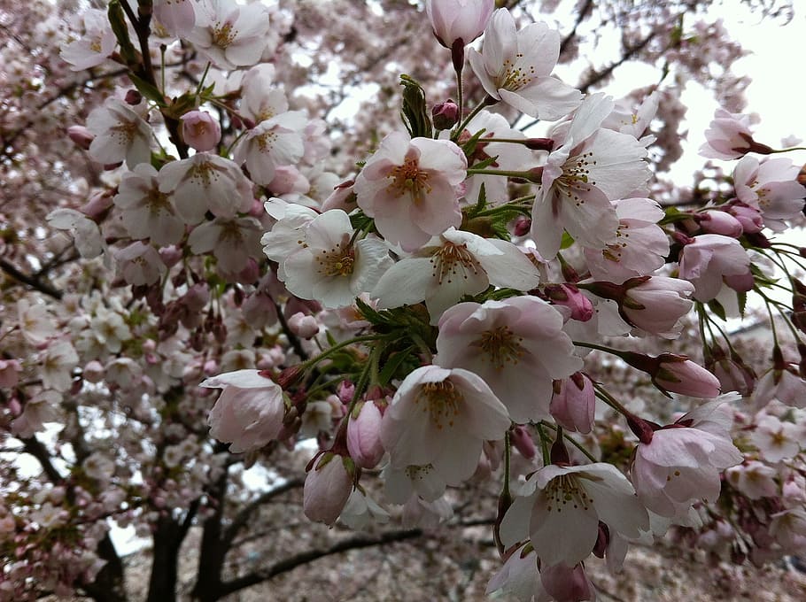 cherry flowers, spring, flowering plant, fragility, vulnerability HD wallpaper