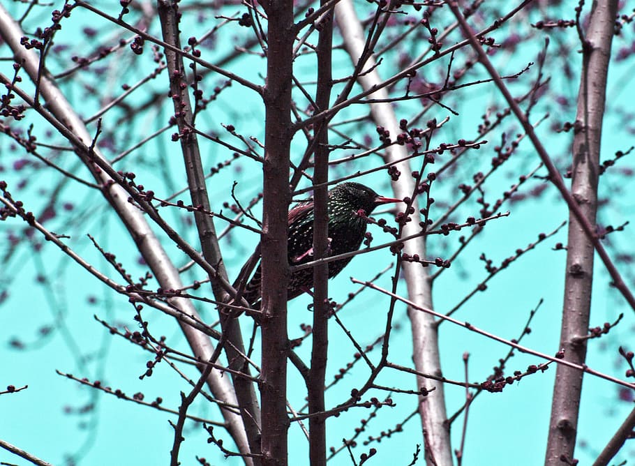 spring, bird, spring background, tree, vintage, animals in the wild HD wallpaper