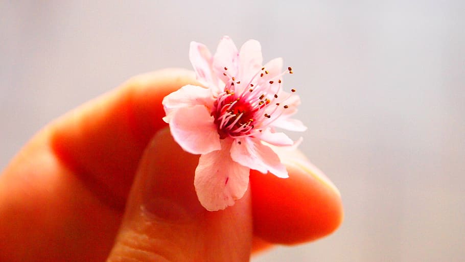 pink, flower, small, spring, bloom time, sunlight, blossom HD wallpaper