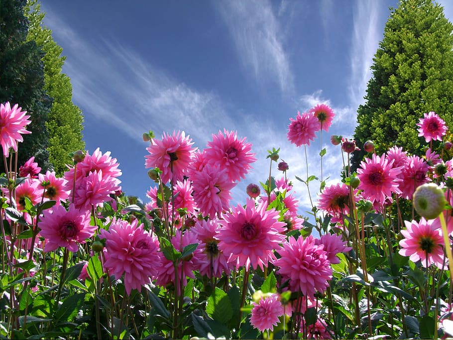 worms eye photography of pink flowers during daytime, a beautiful day, HD wallpaper