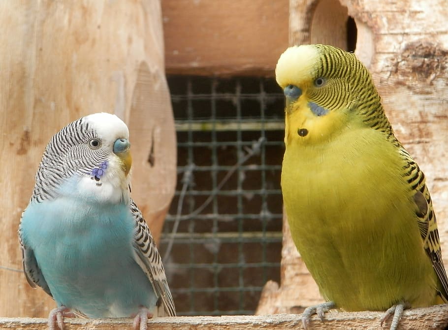 Parakeet, Parrots, Nature, Animals, birds, nest, parakeet corrugated, HD wallpaper