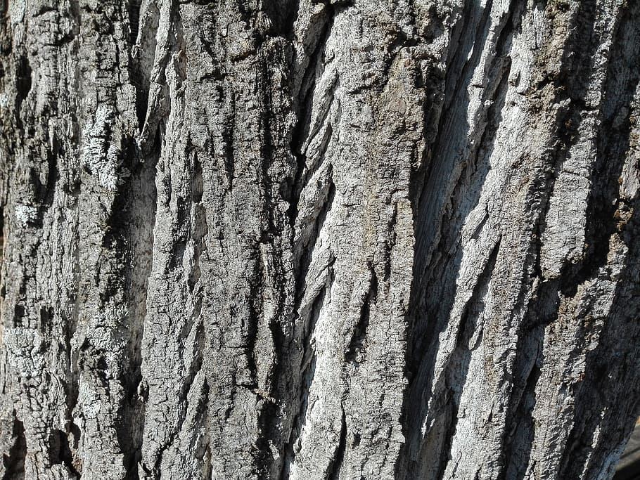 tree, wood, bark, trunk, plant, texture, wrinkled, vegetale HD wallpaper