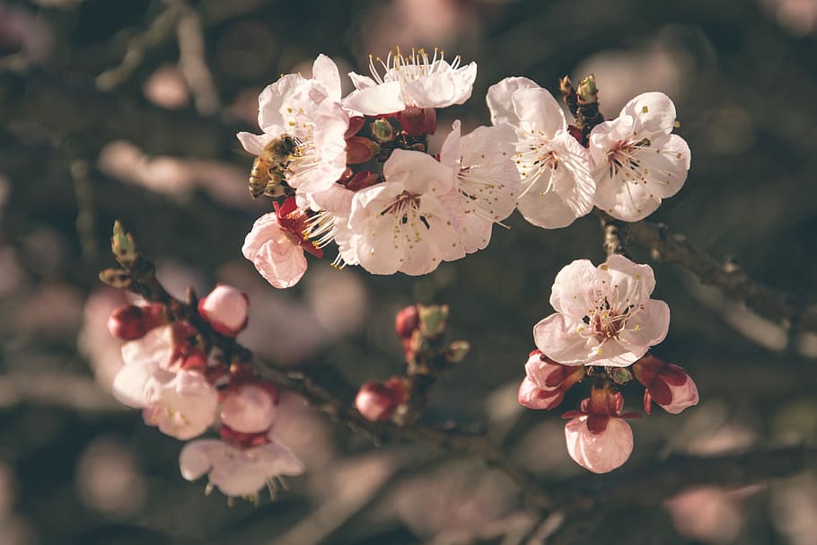 flower, bloom, stem, branches, nature, trees, petals, bokeh HD wallpaper