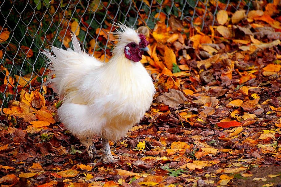 nature, fall, autumn, bird, outdoors, rooster, chicken, farm HD wallpaper