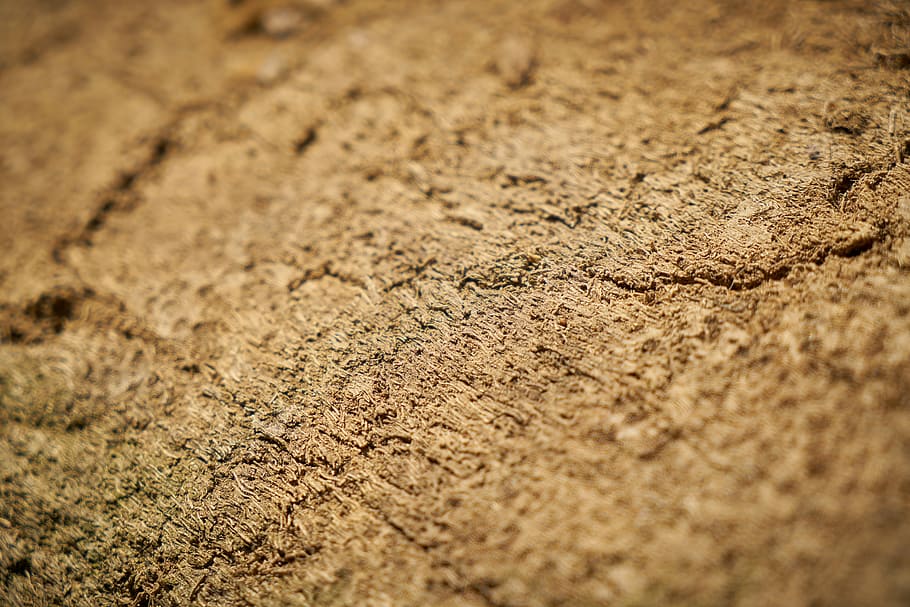 wood, tree, texture, background, backgrounds, abstract, nature HD wallpaper