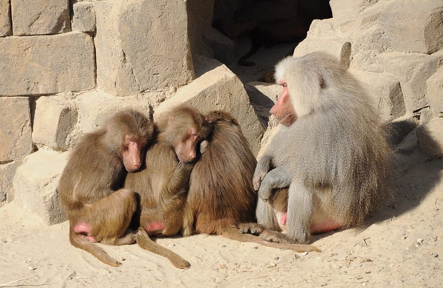 Baboons, Group, Zoo, Ape, Pair, animal, monkey, primate, mammal, HD wallpaper