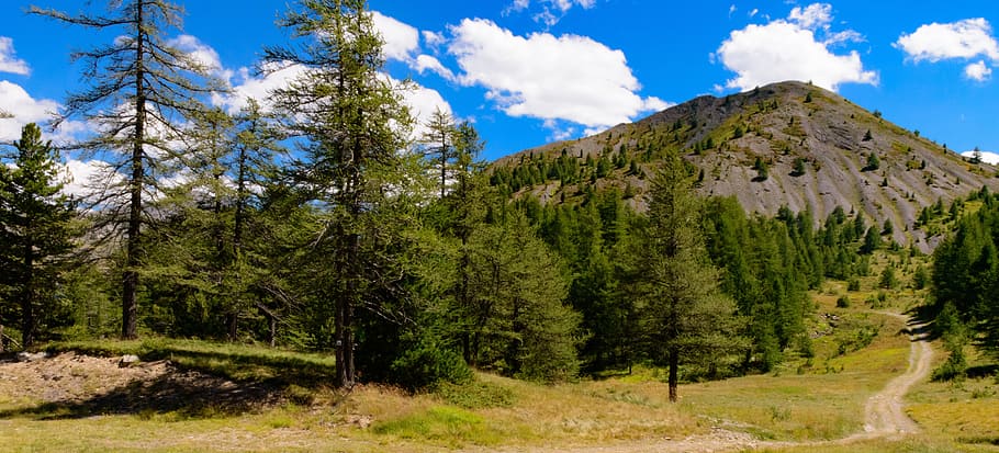 mountain, hiking, forest, path, trail, tree, sky, cloud, blue HD wallpaper