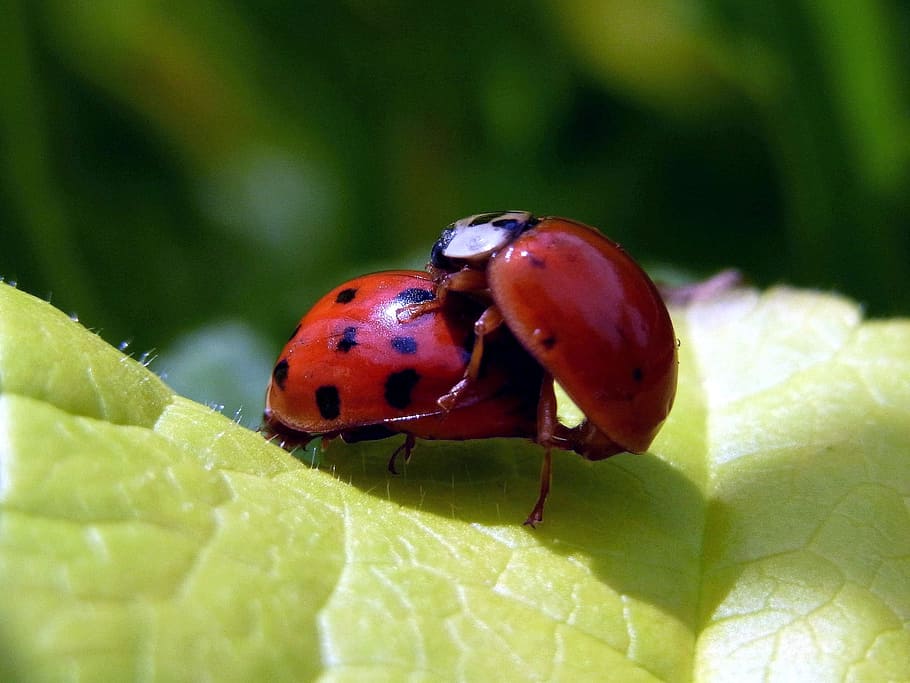 shallow focus photography of ladybug, Beetle, Insect, Animal HD wallpaper