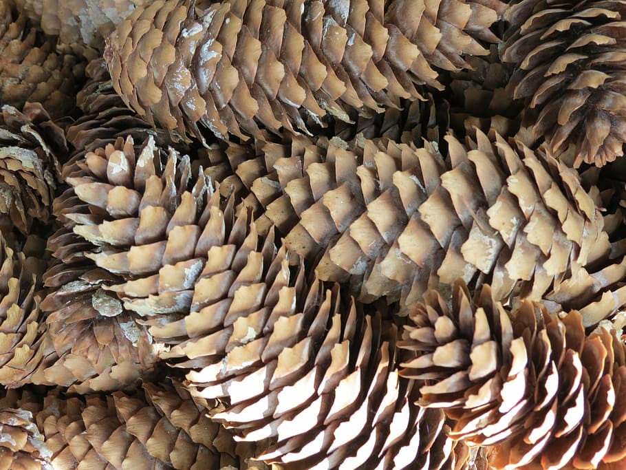 pine cones, nature, tree, full frame, backgrounds, no people HD wallpaper