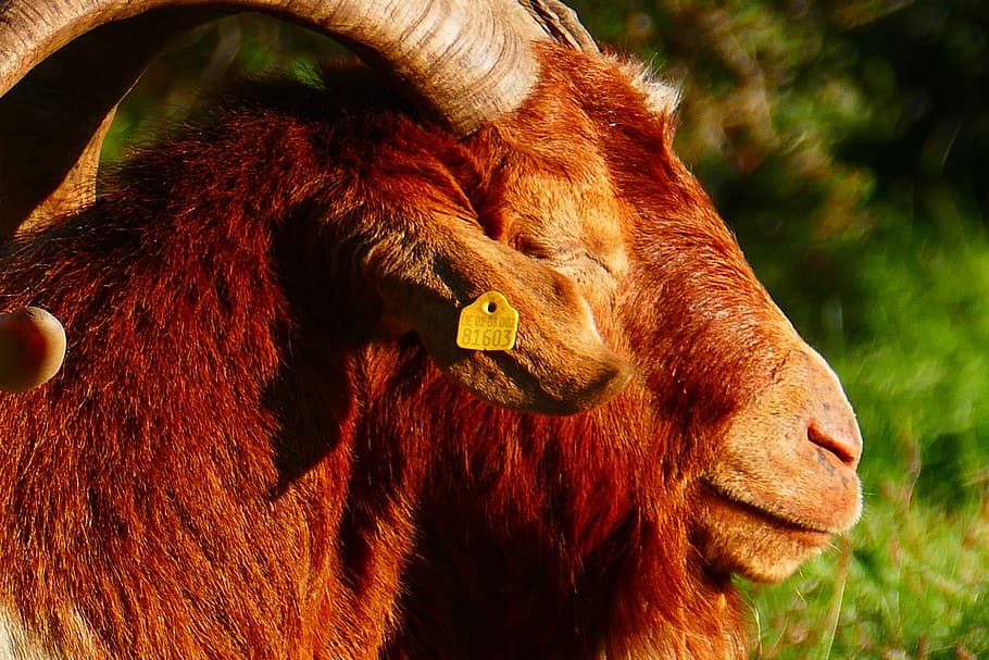 Billy Goat, Animal, Horns, domestic goat, goatee, livestock, HD wallpaper