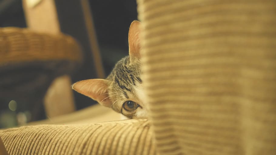 Cat, Kitten, Cute, Animals, Hair, Eyes, pet, petit, feline HD wallpaper