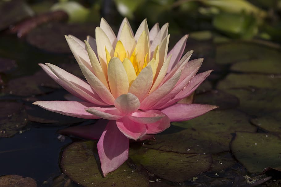 waterlily, lilly, lilly pad, kew gardens, pink, yellow, orange