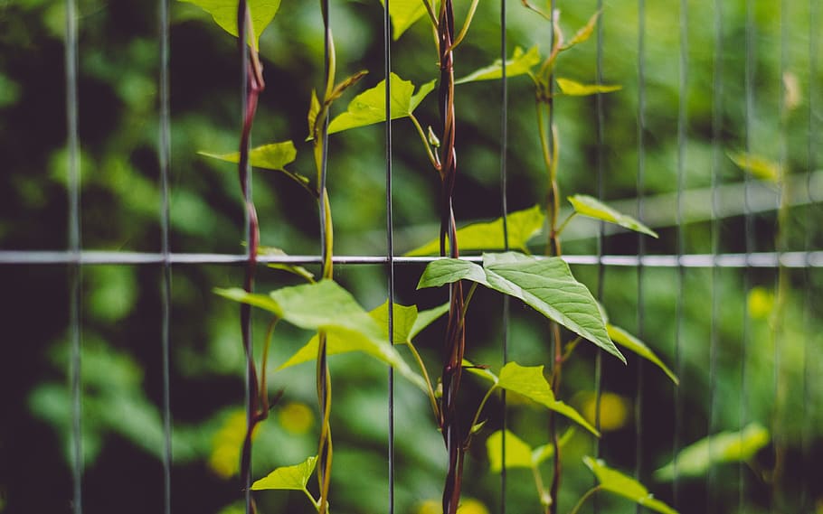 green, leaf, plant, nature, garden, plant part, green color HD wallpaper