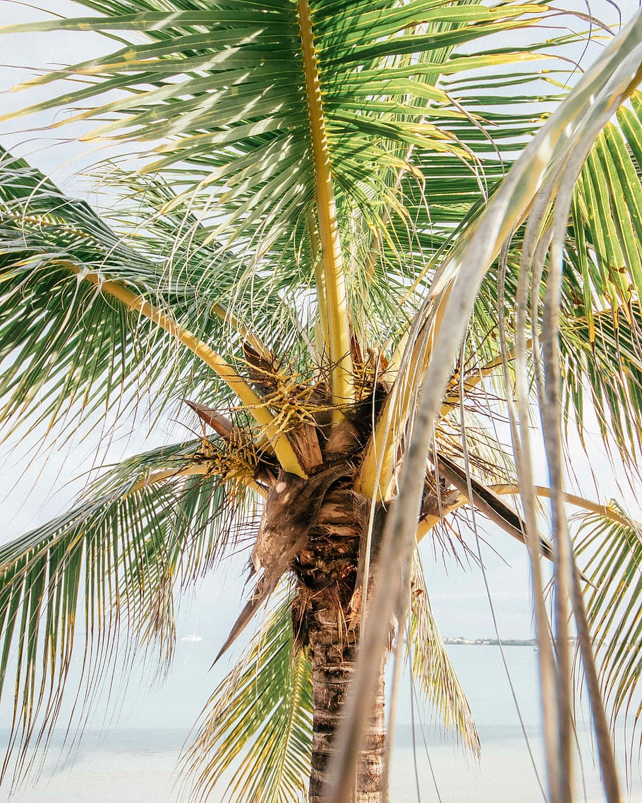 Paradise, brown and green coconut tree, beach, palm, frond, sunlight HD wallpaper