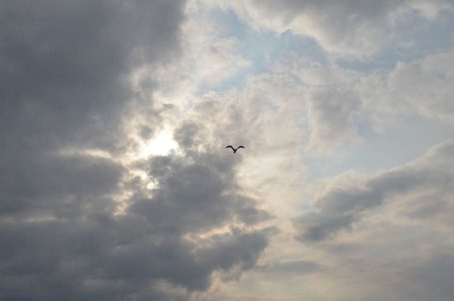 birds, cloud, flight, horizon, cloud - sky, flying, low angle view HD wallpaper