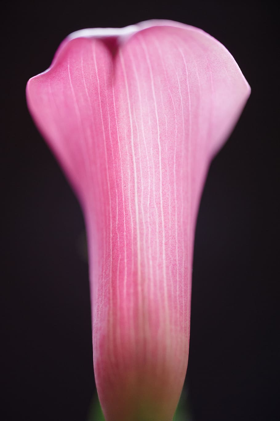 Calla, Lilly, Macro, Flower, calla lilly, botany, pink, calla lily HD wallpaper