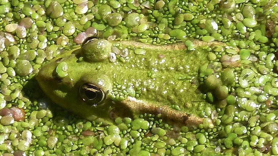 frog, toad, nature, animal, high, water, close, pond, creature HD wallpaper