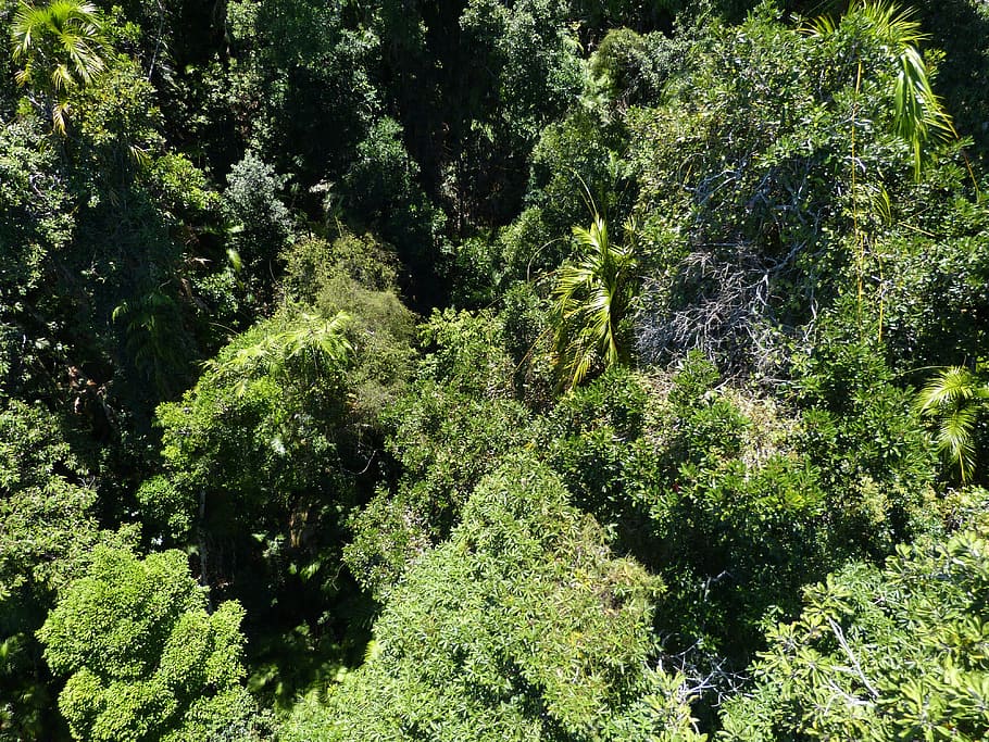 Forest, Rainforest, Flora, green, tropical forest, tree, tropical vegetation HD wallpaper