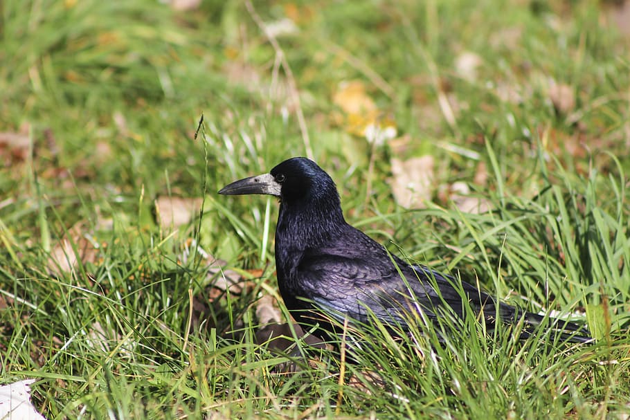 rook bird, grass, nature, animal, wildlife, feather, beak, black Color HD wallpaper