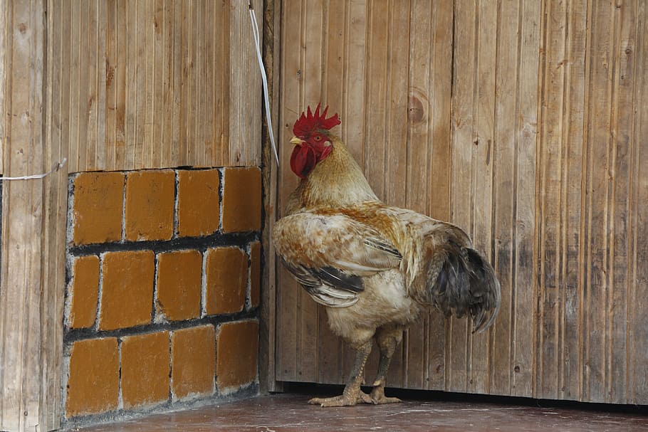 Gallo, Farm, Rustic, Rural, Agriculture, chicken - bird, rooster HD wallpaper