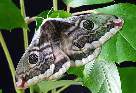 red and gray moth on green leaf, nature, insect, macro, wildlife HD wallpaper