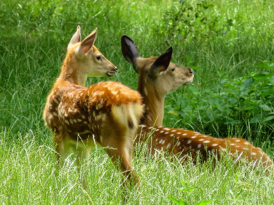 two brown deer on grass field, Animal, Fallow Deer, Kitz, Red Deer HD wallpaper