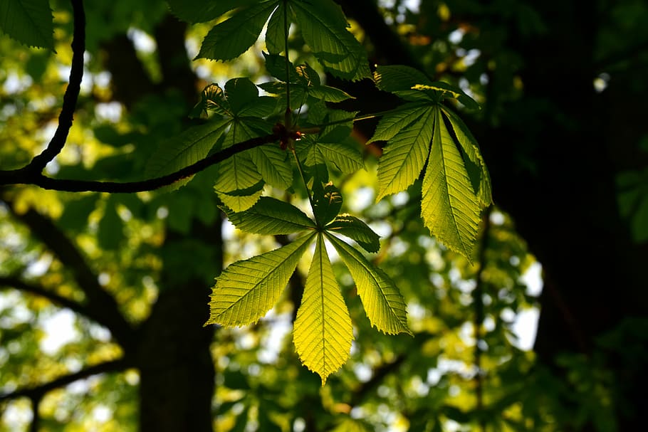 leaf, plant, tree, chestnut tree, branch, tribe, light and shadow HD wallpaper