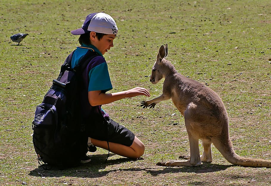 meeting, encounter, boy, schoolboy, wallaby, kangaroo, friendship HD wallpaper
