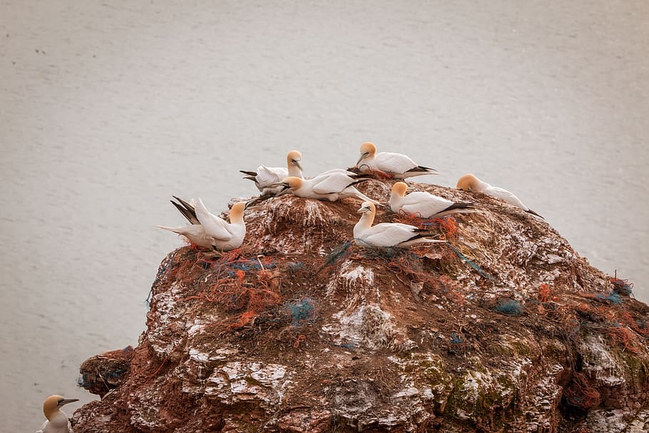 northern gannet, boobies, morus bassanus, pelecaniformes, bird