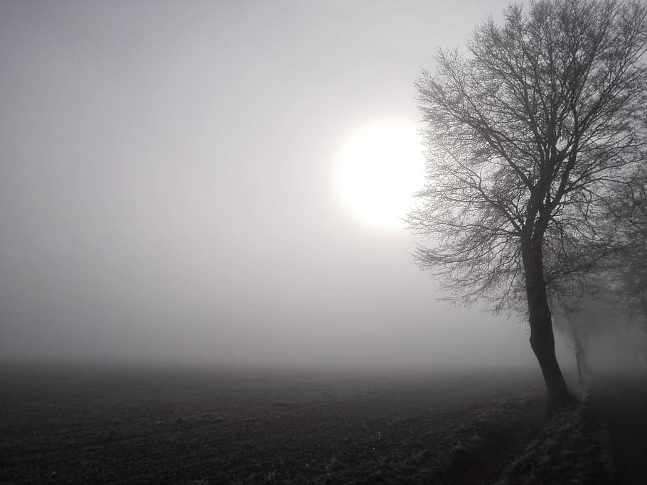 Sun, Fog, Field, Tree, tranquility, bare tree, no people, landscape HD wallpaper