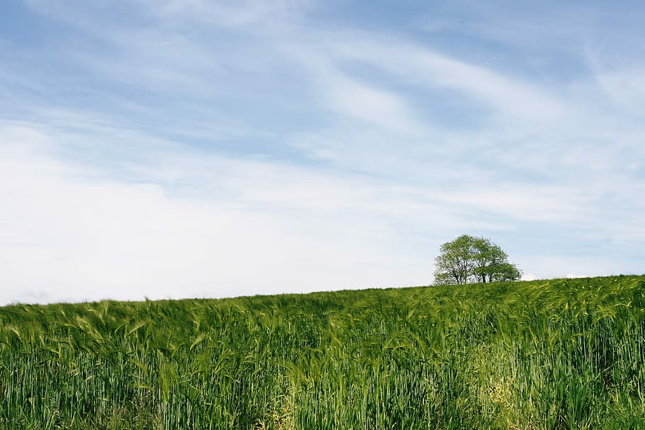green grass field at daytime, photo of grass field, sky, cloud HD wallpaper