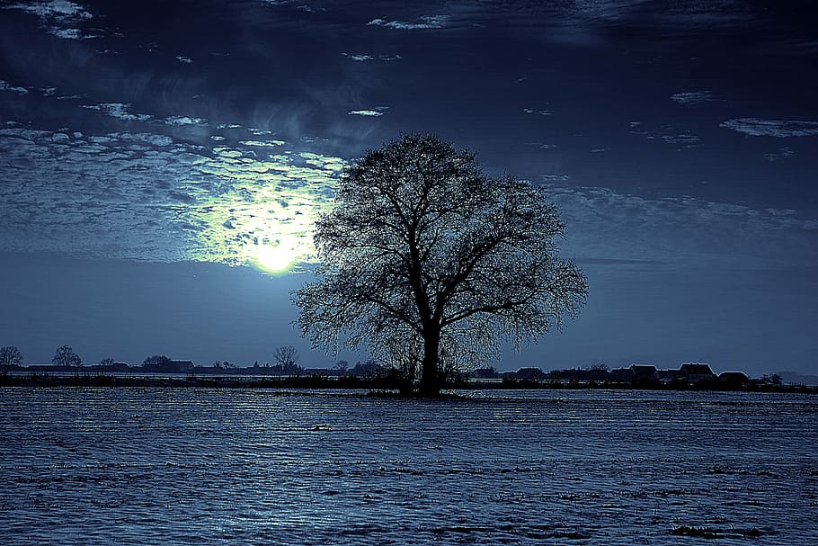 black bare tree, night, moon, glow, lonely, field, snow, winter HD wallpaper