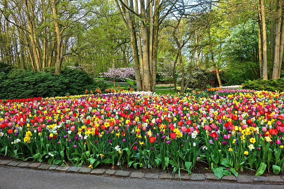 garden flowers, flower garden, flower bed, tulip, daffodil, design, HD wallpaper