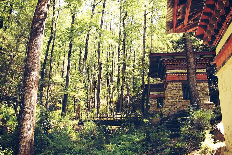 House Near Trees With Bridge Photo, branches, daylight, environment HD wallpaper