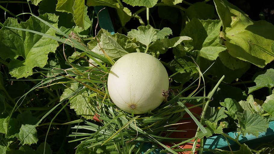 melons, bud, fruit, harvest, autumn, spring, seasonal, food HD wallpaper