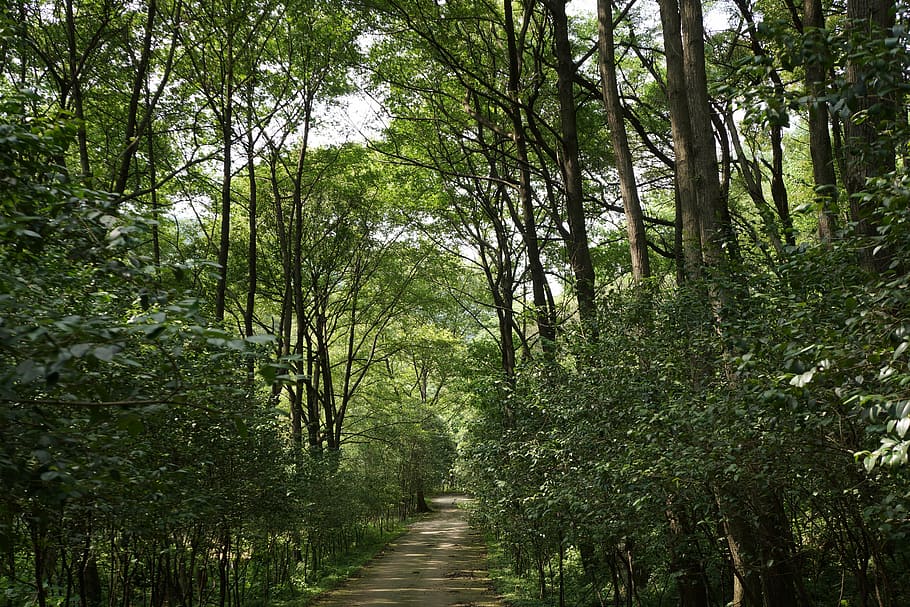 forest, natural, green, tree, plant, land, growth, the way forward HD wallpaper