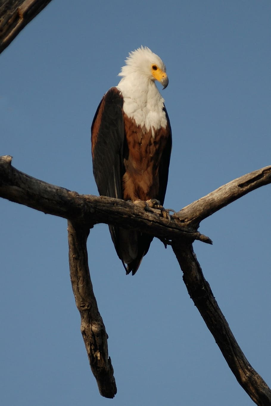 osprey, bird, adler, botswana, animal, animal themes, vertebrate HD wallpaper