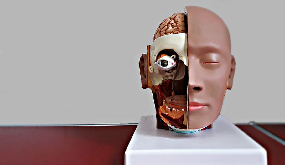 face, medical, model, profile, mannequin, human representation HD wallpaper