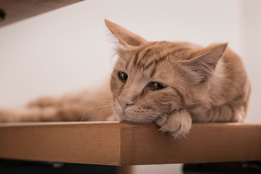 orange tabby cat lying on brown wooden table, beauty, cute, animal, HD wallpaper