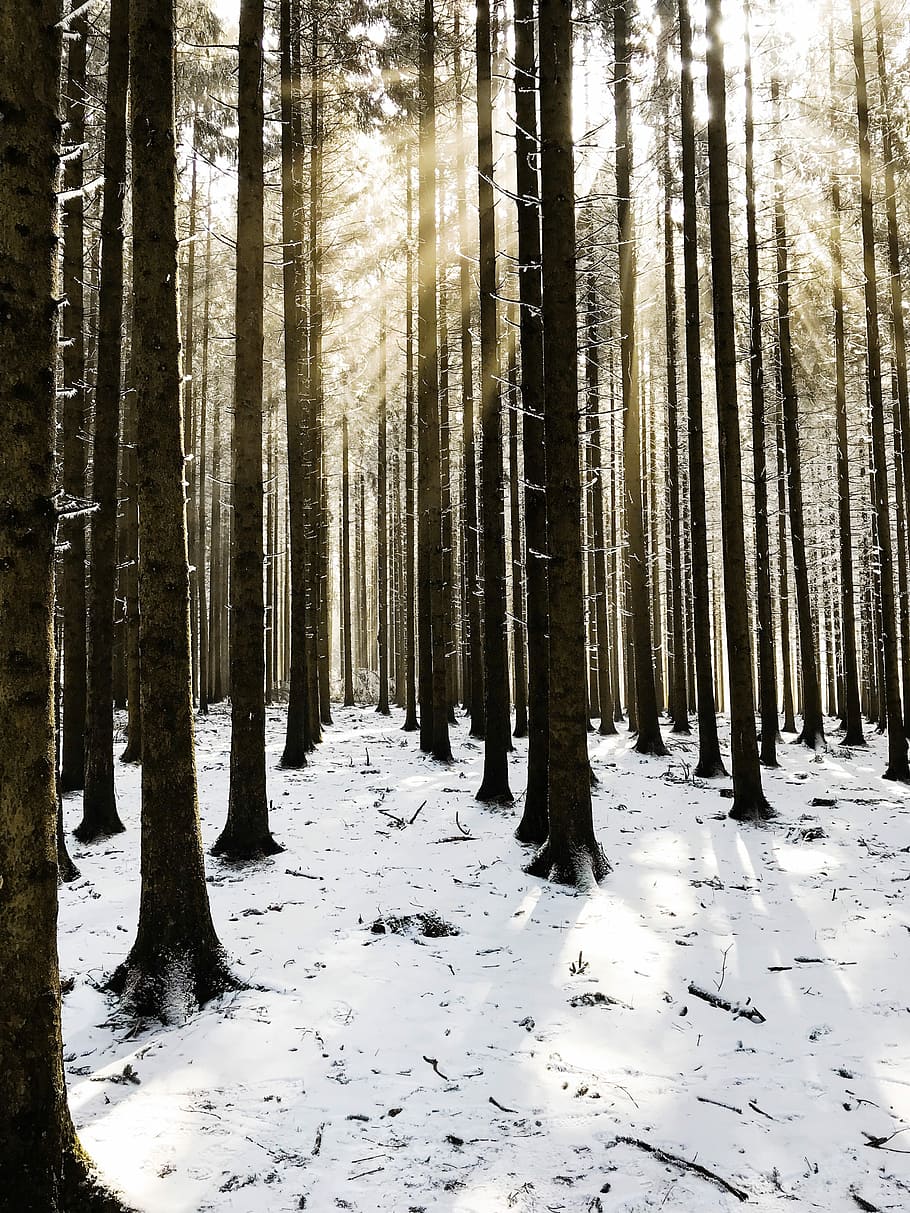 brown trees covered snow during daytime, sunlight through trees HD wallpaper