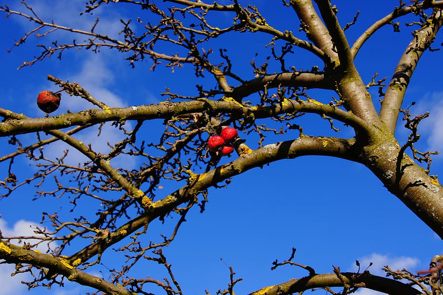 fruit, apple, apple tree, autumn, wrinkled, nature, branch HD wallpaper