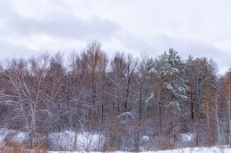 Forest, Snow, Cloud, Winter, winter forest, trees, nature, snow winter nature HD wallpaper