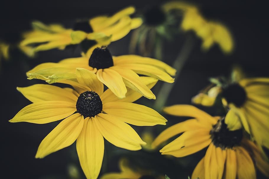 close shot of yellow flowers, yellow flowers, selective focus HD wallpaper