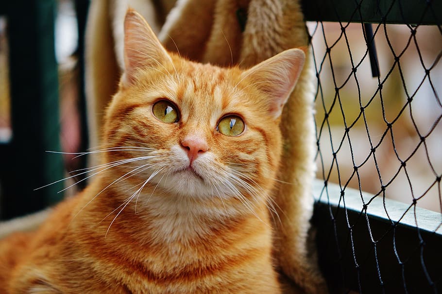 close-up photography of short-furred orange tabby cat, cute HD wallpaper